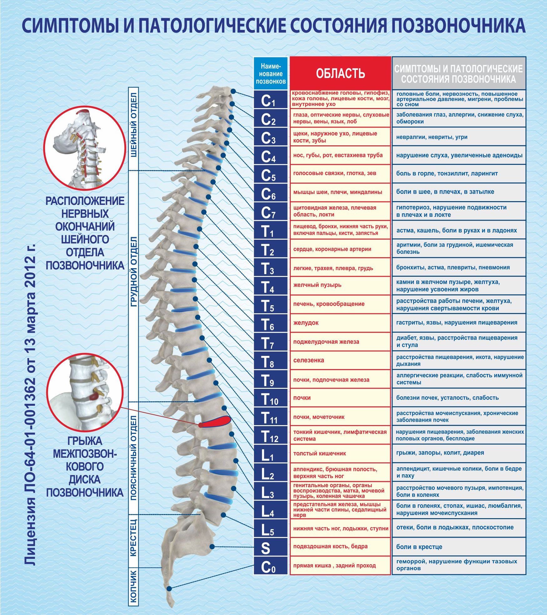 Грудной отдел позвоночника (12 позвонков) (vertebrae Thoracales)